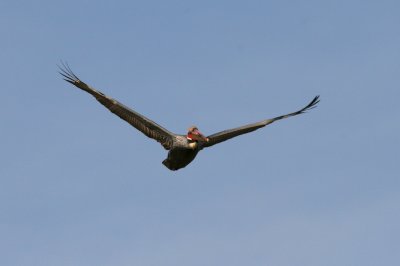 Brown Pelican