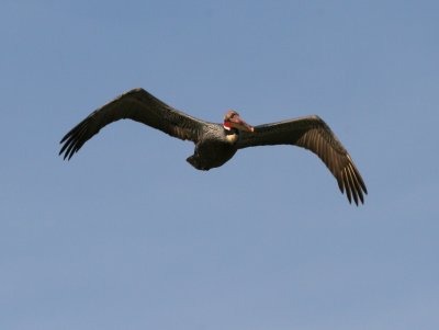 Brown Pelican