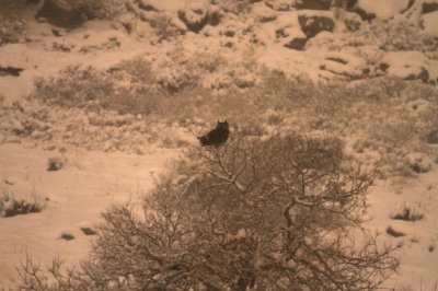 Great Horned Owl
