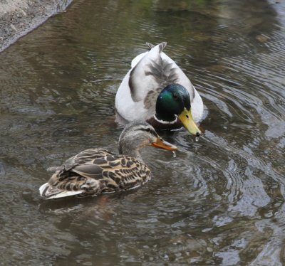 Mallards