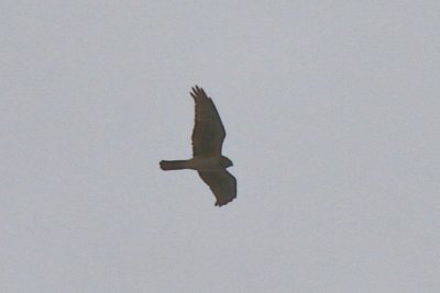 Northern Harrier