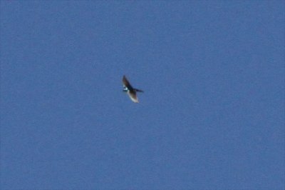 Tree Swallow