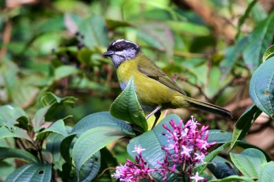 Sooty-capped Bush Tanager