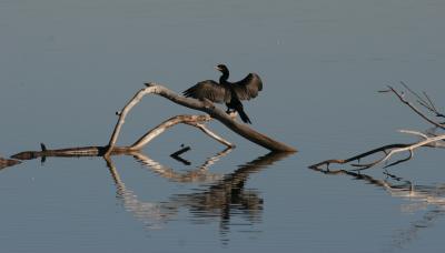 Neotropic Cormorant