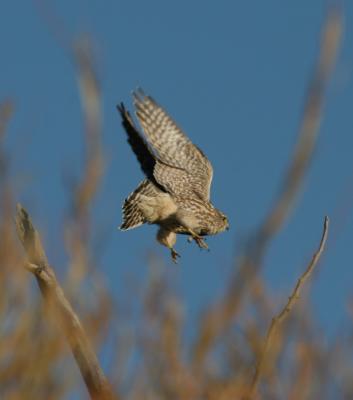 Merlin