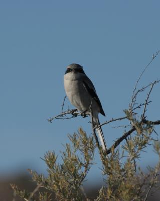 Loggerhead Shrike