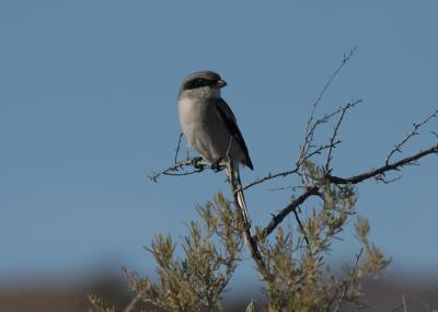 Loggerhead Shrike