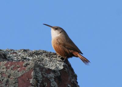 Canyon Wren