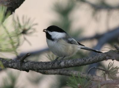 Black-capped Chickadee