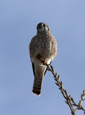 American Kestrel