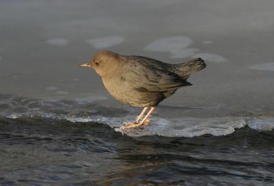 American Dipper