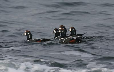 Harlequin Ducks