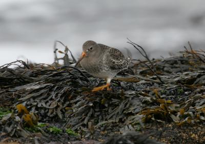 Purple Sandpiper