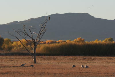 Bald Eagle surveying the scene