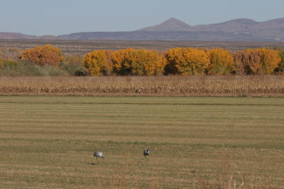 Sandhill Cranes