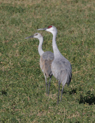 Sandhill Cranes