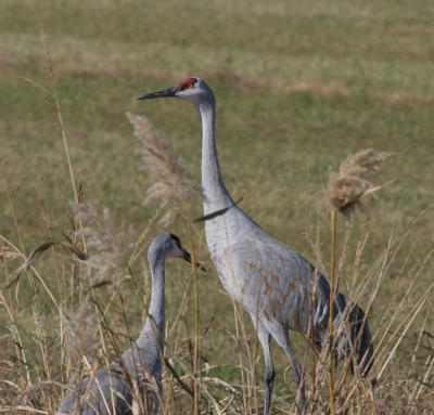 Sandhill Cranes