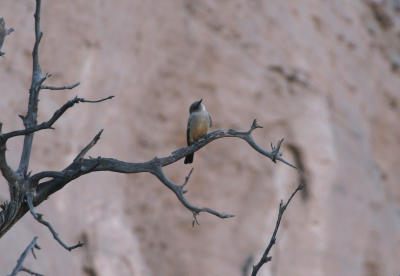 Say's Phoebe