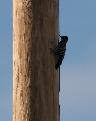 Ladder-backed Woodpecker