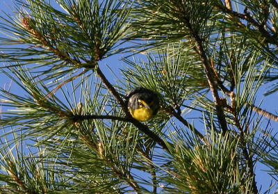 Grace's Warbler