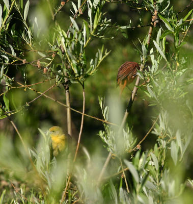 Hepatic Tanagers
