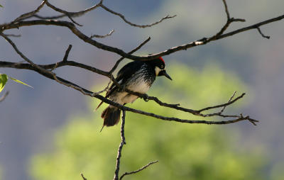 Acorn Woodpecker