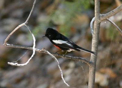 Painted Redstart