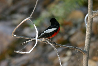 Painted Redstart
