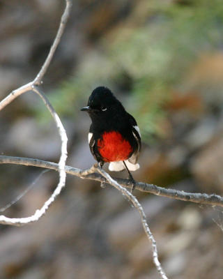 Painted Redstart