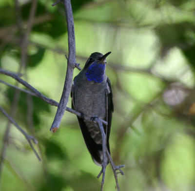 Blue-throated Hummingbird