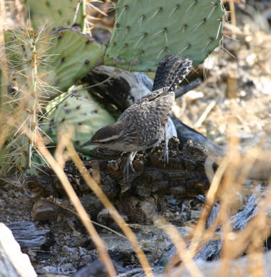 Cactus Wren