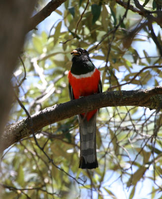 Elegant Trogon