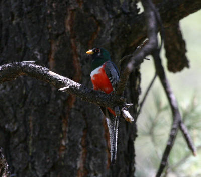 Elegant Trogon