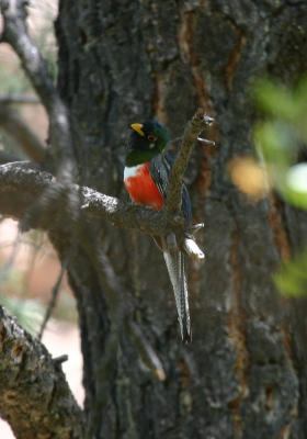Elegant Trogon