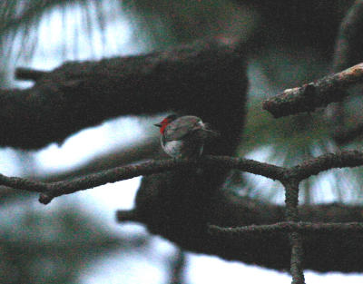 Red-faced Warbler
