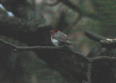 Red-faced Warbler