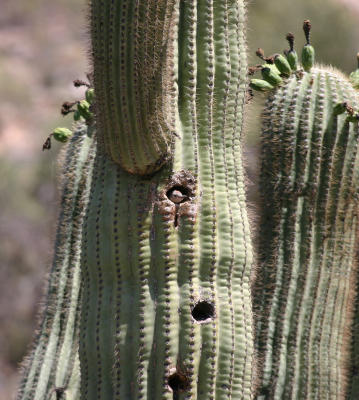 Gila Woodpecker