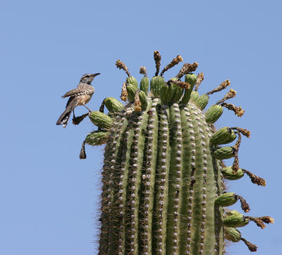 Cactus Wren