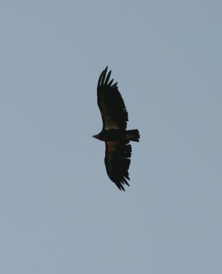 California Condor