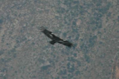 California Condor