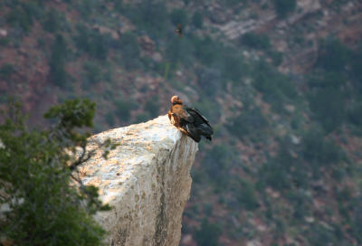 California Condor