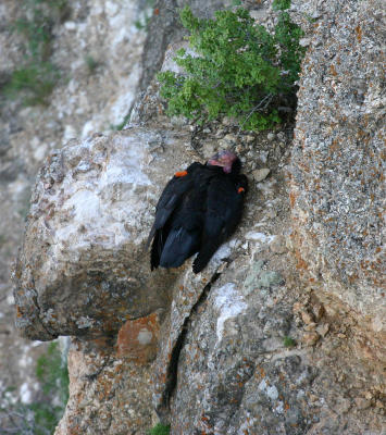 California Condor