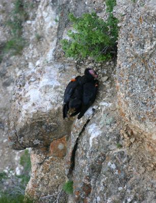 California Condor