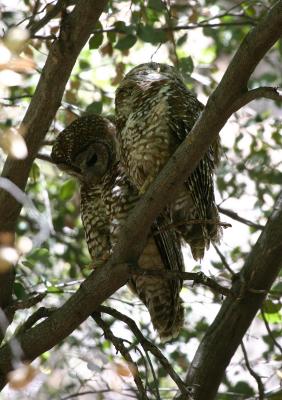 Spotted Owls