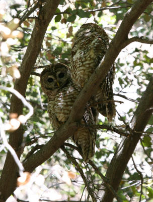 Spotted Owls