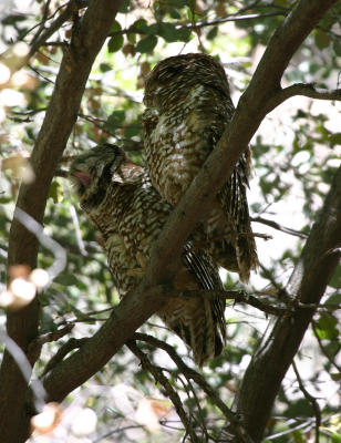 Spotted Owls