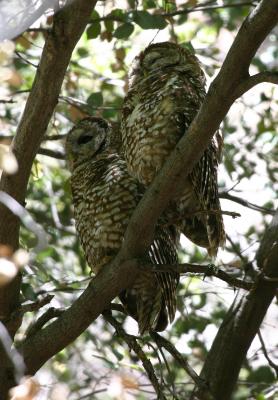 Spotted Owls