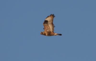 Rough-legged Hawk