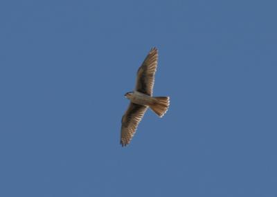 Prairie Falcon
