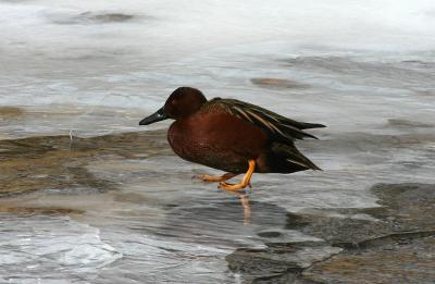 Cinnamon Teal